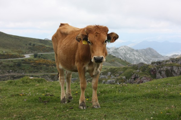 Una vaca asturiana, en los lagos